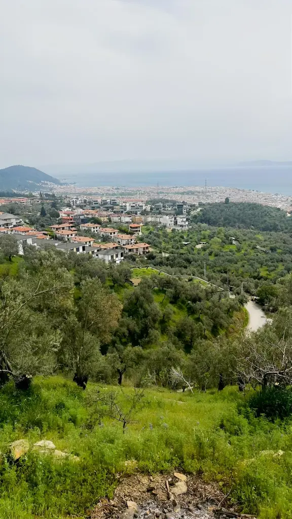 Altınolukta Kapanmaz Full Deniz Manzaralı Zeytinlik 2