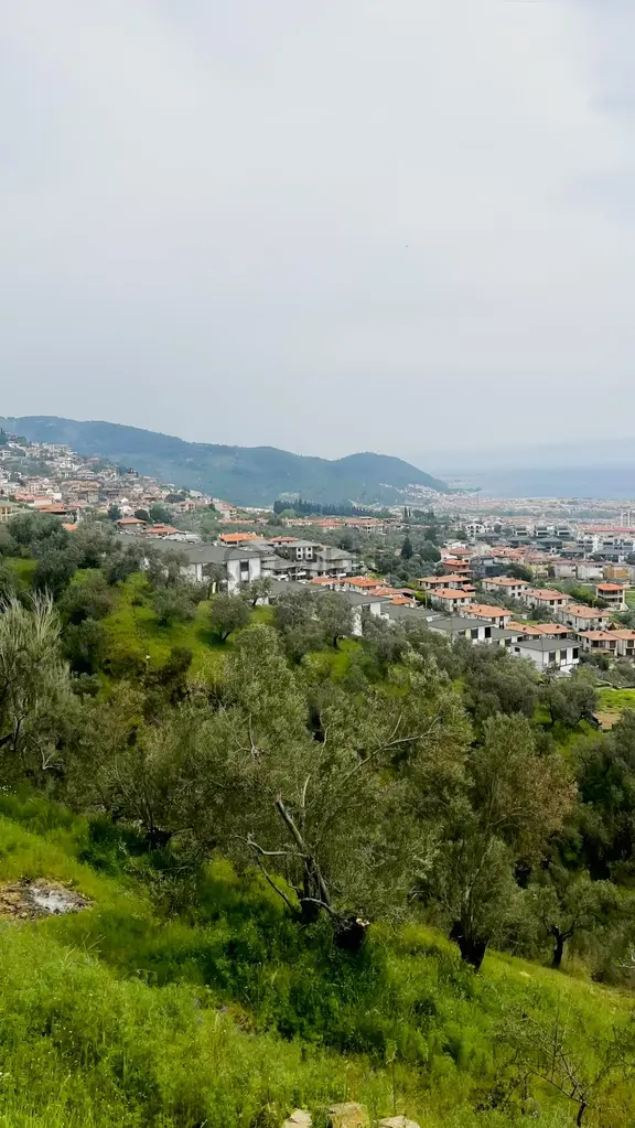 Altınolukta Kapanmaz Full Deniz Manzaralı Zeytinlik 1