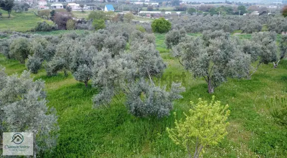 Cumaovası Emlaktan Satılık Sancaklı'da 1524m2 İçinde Bahçe Evi 2