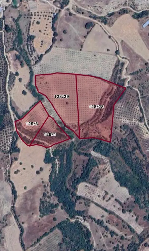 Manisa Salihli Hacıköseli’de 38 Dönüm Zeytinlik Müstakil Tapulu – Yatırımlık Fırsat!