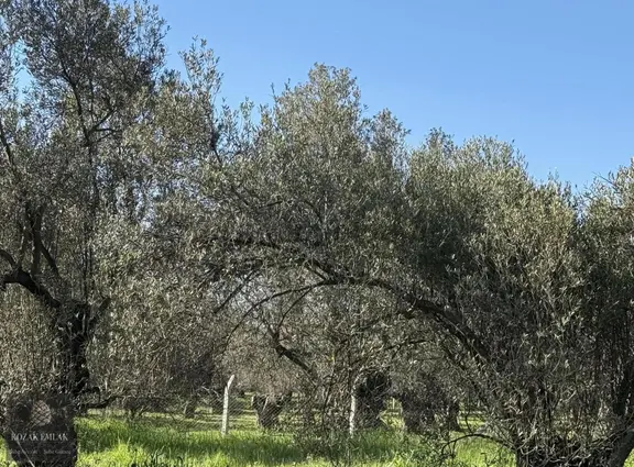Ayvalık Otogarına 500metre Mesafede Satılık Zeytinlik 2