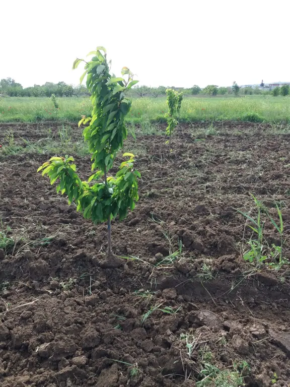 Rt Safirden Nilüferköyde Satılık Fırsat Tarla 1