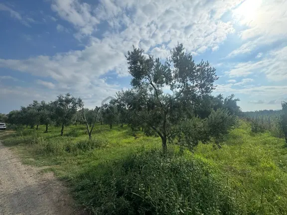 Bursa Orhangazi Yenigürle Mh 5500+1300 M2 Satılık Zeytinlik 2