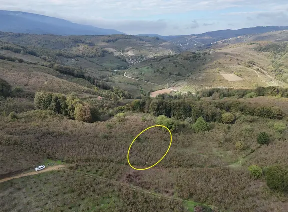 Güldere Köyü’nde 5.778 M² Satılık Fındık Bahçesi 2