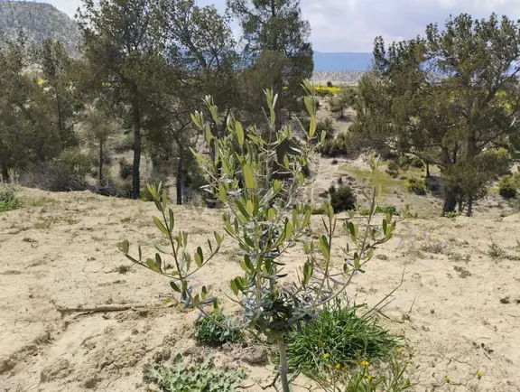Sahibinden Mersin Mut Zeytin Bahçesi, 3 Tarafı Orman 1
