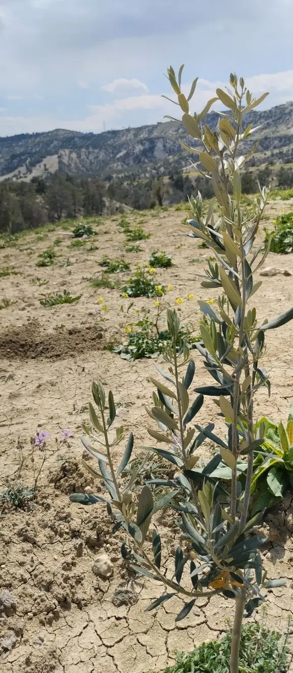 Sahibinden Mersin Mut Zeytin Bahçesi, 3 Tarafı Orman 2