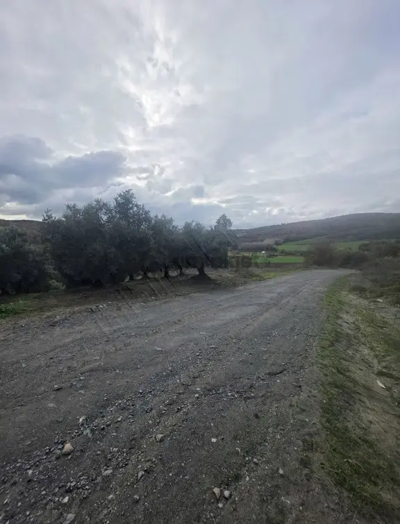 Yaman Köy Daire Takasına Açık Zeytinlik 2