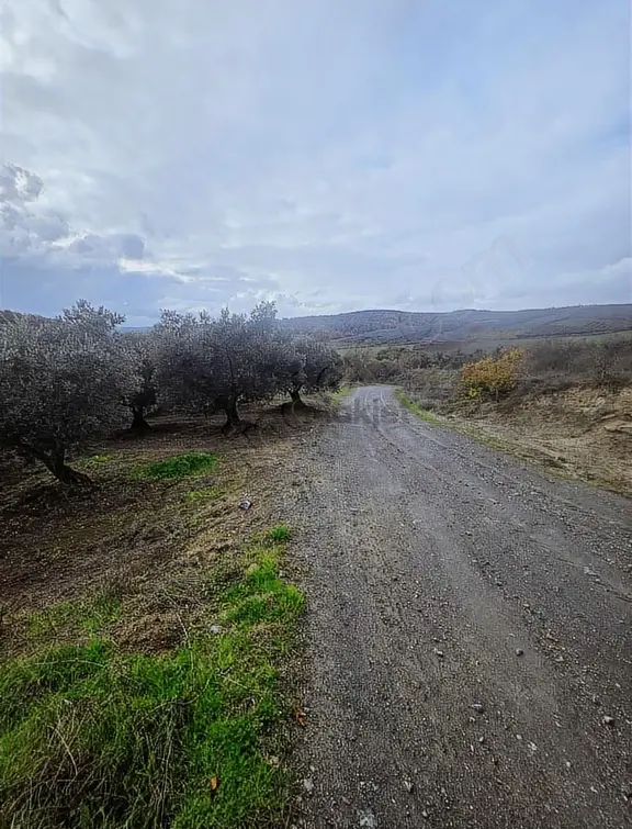 Yaman Köy Daire Takasına Açık Zeytinlik 2