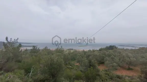 Cunda Adasında Satılık 12 Dönüm Deniz Manzaralı Zeytinlik 1