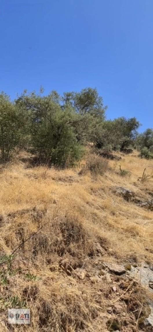Torbalı Batı Gayrimenkul Den Satılık Zeytinlik Tek Tapu 1
