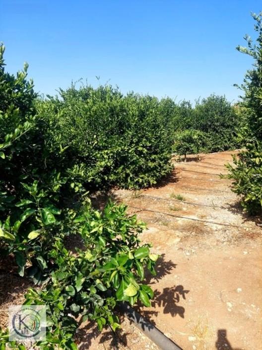 Akdam Köyü'nde Satılık 4.833 M Bakımlı Bahçe 2