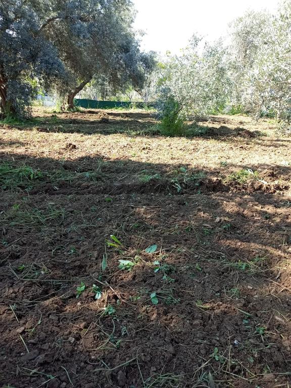 İzmir Kemalpaşa Armutluda Çok İyi Konumda Düzlükte Zeytinli Bağ 1