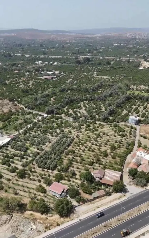 Seferihisarda 10 Dönüm Denize Yakın Yüksek Verimli Bağ Bahçe 2
