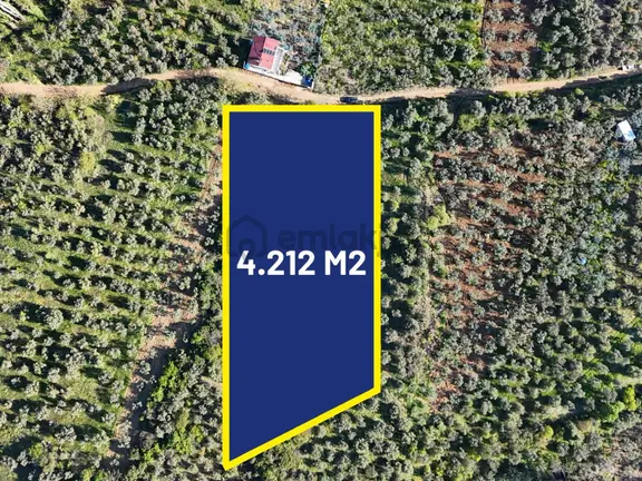 *yiğit Emlak Armutlu'dan*4212m2*zeytinlik 1