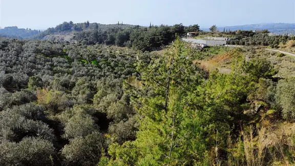 Söke Ağaçlı'da 5700 M2 Resmi Yol Cepheli Zeytinlik 2