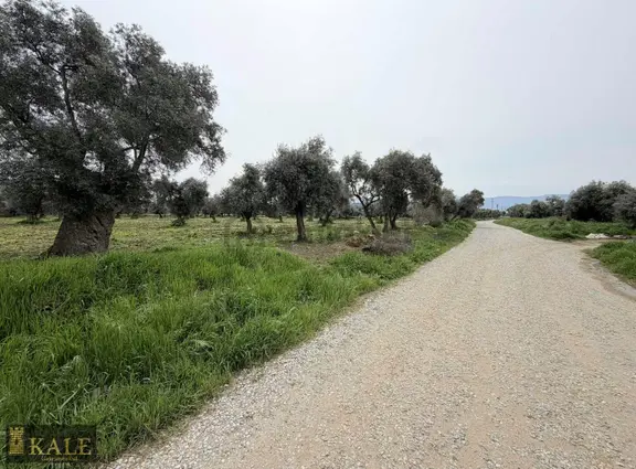Kale'den Zeytinova Merkez'de Kupon Arazi 2