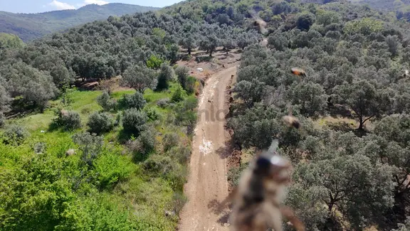 Balıkesir Bandırma Sahil Yenice Mah. 962 M2 Satılık Zeytinlik Deniz Manzaralı Merkeze Yakın 2