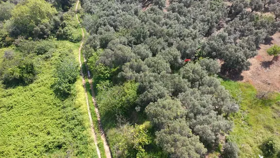Balıkesir Bandırma Sahil Yenice Mah. 962 M2 Satılık Zeytinlik Deniz Manzaralı Merkeze Yakın 1