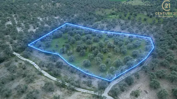 C21 Bal'dan Balıkesir Ayvalık’ Da Satılık Zeytinlik 2