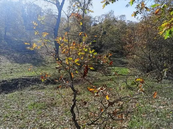 Kocaeli Kandıra Balcı Köyünde Toplulaştırmada 665 M2 2