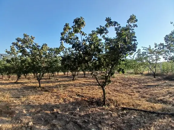 Rw Nestten Sarıcakaya İğdir De Satılık Meyve Bahçesi Ve Evi 2
