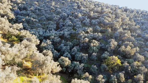 İzmir Bayındır Yusuflu Mah.nde Satılık Kelepir Zeytinlik 1