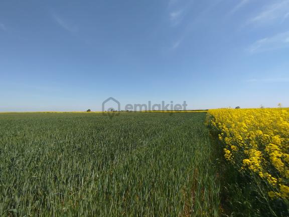 Tekirdağ Muratlı Ballıhoca Mahallesinde Satılık 6200 M2 Tarla 1