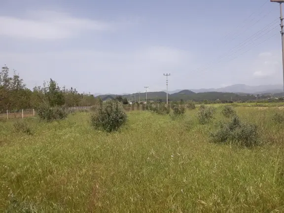 Muğla Yatağan Bahçeyaka'da Satılık Tarla-zeytinlik-bahçe 1