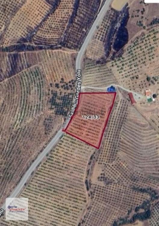 Manisa Salihli Hacıhıdırda Satılık 10 Dönüm Verimli Cevizlik 1