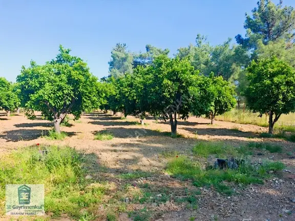 Köyceğiz Döğüşbelen'de 544 M2 Narenciye Bahçesi 3e Emlak 1