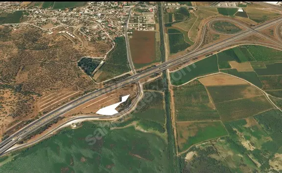 İzmir Selçuk Belevi'nde Yol Kenarında Zeytinlik 2
