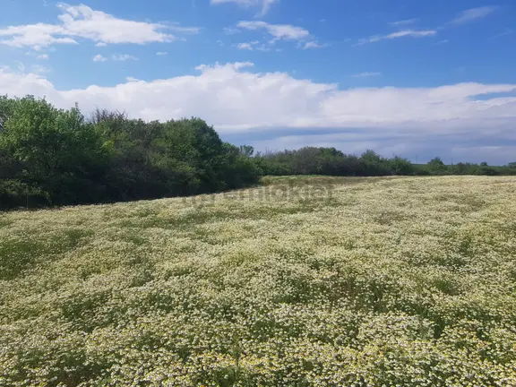 Edirne Havsa Bakışlar Köy Satılık Arsa Çap Muvakkat Vardır 1