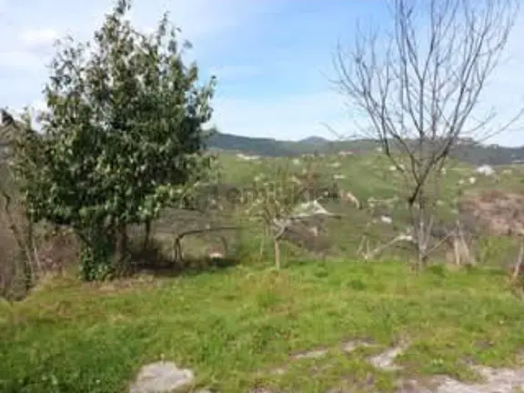 Satılık 8 Dönüm Fındık Bahcesi Giresun Merkezde 1