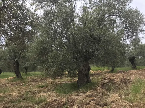 Uçardan Keremköyde Satılık Zeytinlik 1