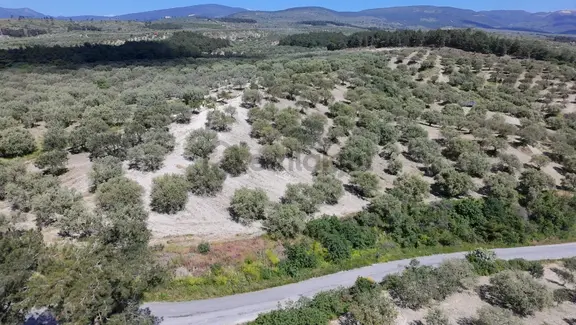 Zeytinliova'da 47.800 M2 Yola Sıfır Elektirik Ve Sulu Zeytinlik 1