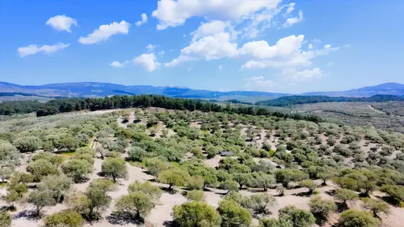 Zeytinliovada 47.800 M² Asfalt Yola Sıfır, 750 Ağaçlı Zeytinlik 2