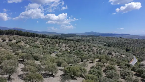 Zeytinliova'da 47.800 M2 Yola Sıfır Elektirik Ve Sulu Zeytinlik 2