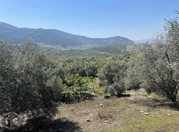 İzmir Selçuk Acarlar Köyünde 7200m2 Zeytinlik 2