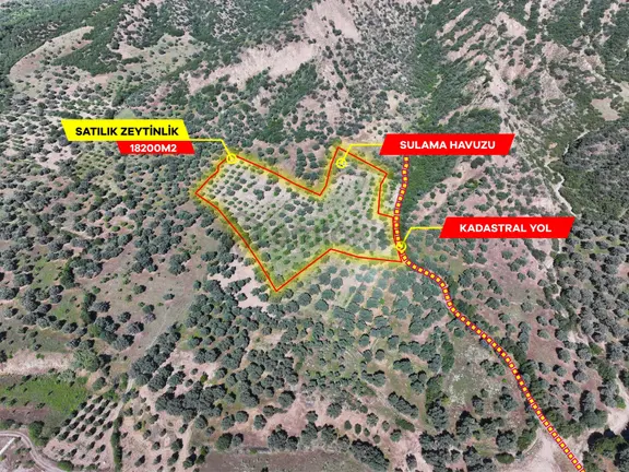 Kestel'de 18.200m² Zeytin & İncir Bahçesi 2