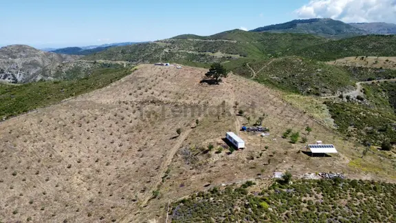 Seferihisar Beyler'de Satılık 35.168 M2 1000 Ağaçlı Zeytinlik 2