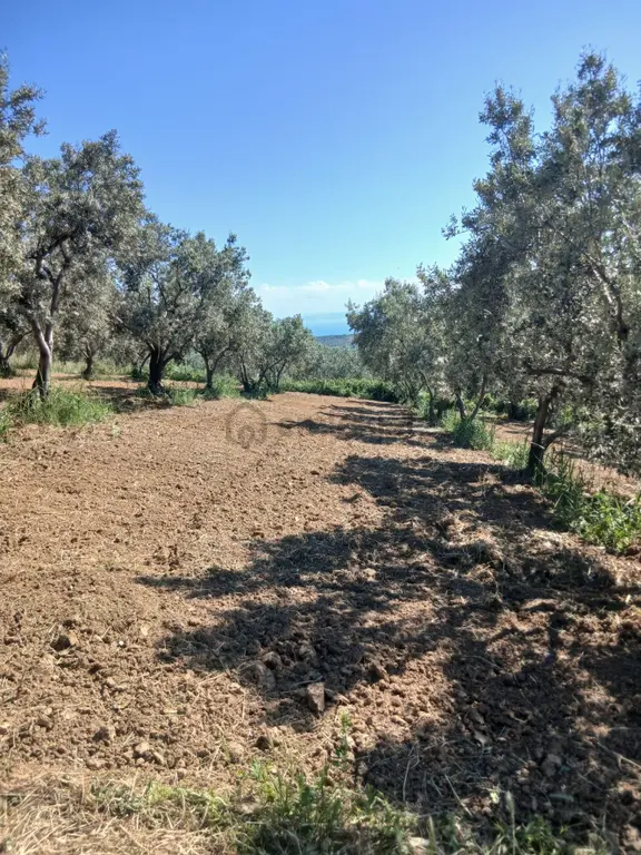 Eriklice Mahallesi'nde Avcı Gayrimenkulden Satılık Zeytinlik 2