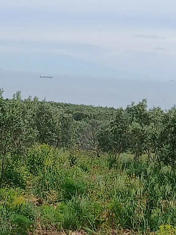 Avcı Gayrimenkulden Deniz Manzaralı Satılık Zeytinlik 1