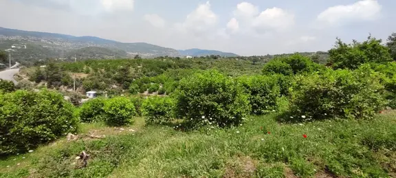 A Emlaktan Elvanlıda Satılık 15.220m2 Limon Bahçesi 1