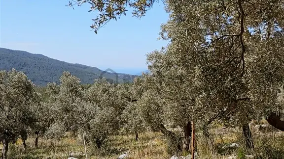 Mülk Sahibi-deniz Gören-resmi Yolu Olan-bakımlı Zeytinlik 1