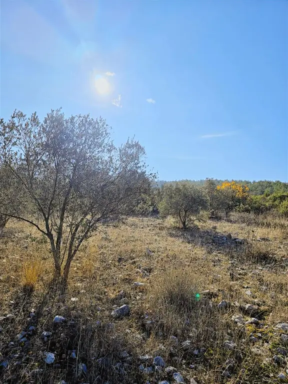 Muğla Menteşe Yeşilyurt Mahallesinde 3619 M2 Satılık Zeytinlik 2