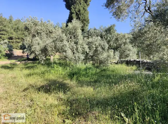 Milas Tuzabat Köyünde Satılık Doğa İçinde 1.800 M² Tarla 1