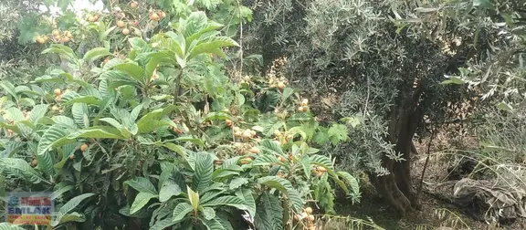 Aydıncık Emlaktan Satılık Tarla 493m2 2
