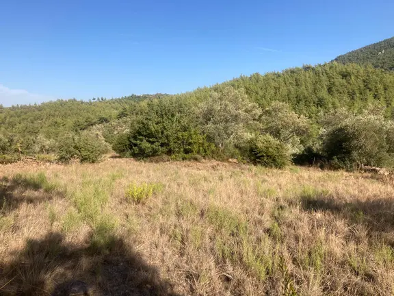 Bodrum'a Yakın, Ege'de Dev Yatırım! 20 Dönüm Zeytinli Tarla 1
