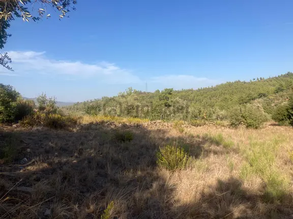 Bodrum'a Yakın, Ege'de Dev Yatırım! 20 Dönüm Zeytinli Tarla 2