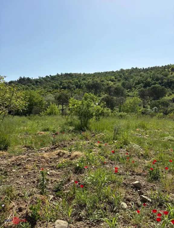 Bergama Tırmanlar Köyünde Satılık Cevizlik 2